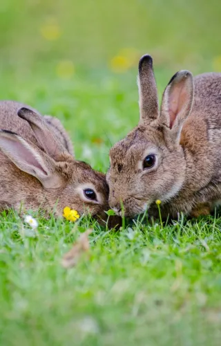 Huppelende konijnen