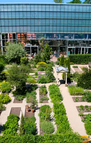 Haringkoppen in de Hortus